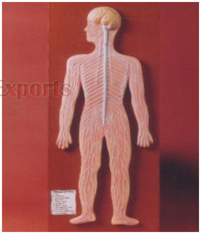 HUMAN NERVOUS SYSTEM